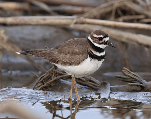 Killdeer Charadrius vociferus