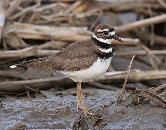 Killdeer Charadrius vociferus
