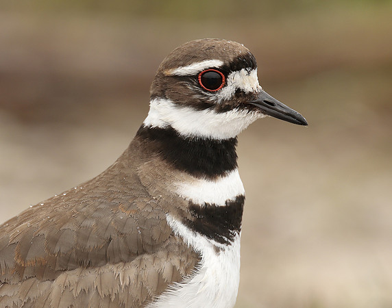 Killdeer Charadrius vociferus