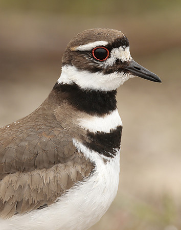 Killdeer Charadrius vociferus