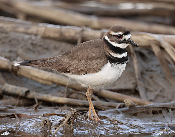 Killdeer Charadrius vociferus