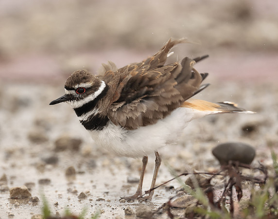 Killdeer Charadrius vociferus