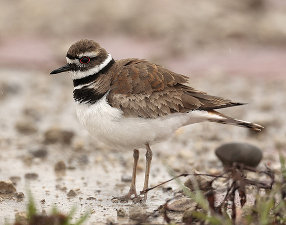 Killdeer Charadrius vociferus
