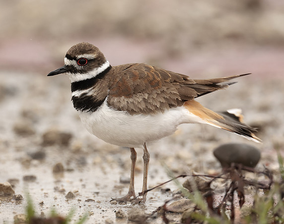 Killdeer Charadrius vociferus