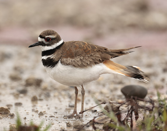 Killdeer Charadrius vociferus