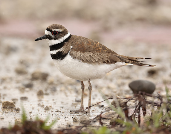 Killdeer Charadrius vociferus