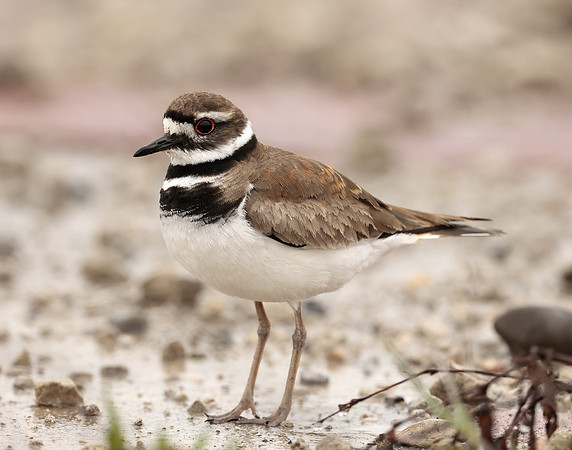 Killdeer Charadrius vociferus