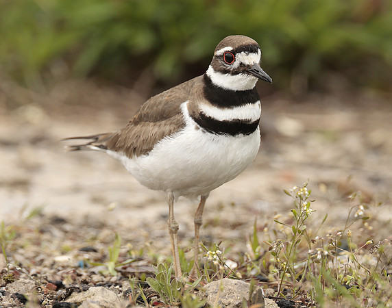 Killdeer Charadrius vociferus