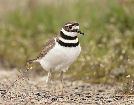 Killdeer Charadrius vociferus