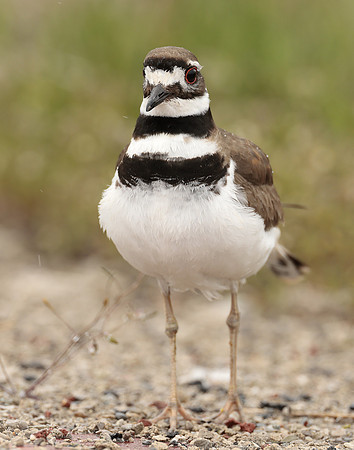 Killdeer Charadrius vociferus