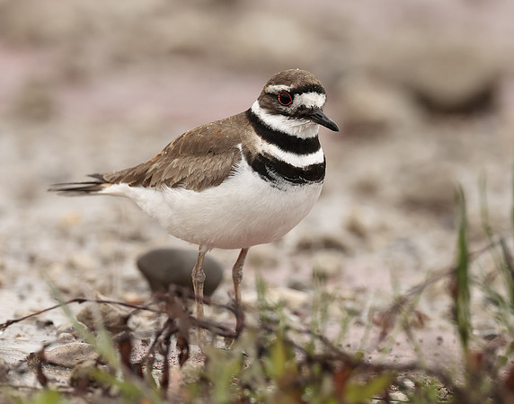 Killdeer Charadrius vociferus
