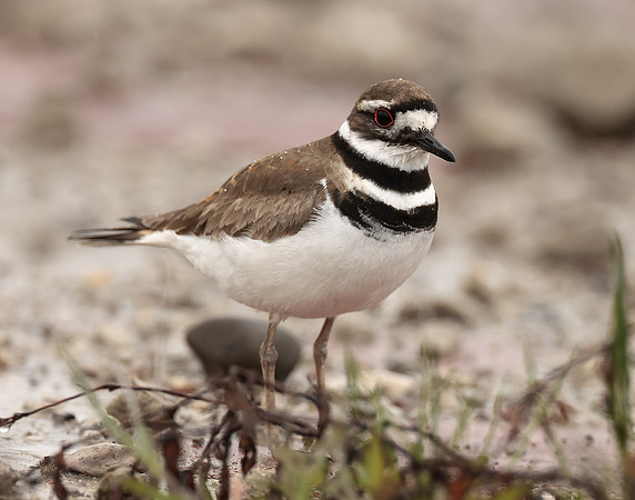 Killdeer Charadrius vociferus