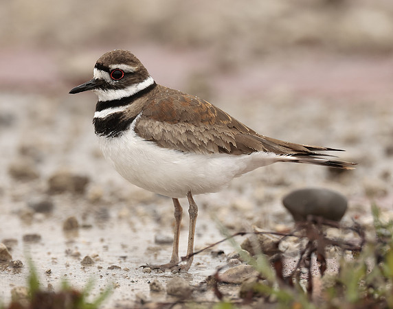 Killdeer Charadrius vociferus