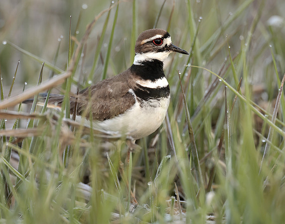 Killdeer Charadrius vociferus