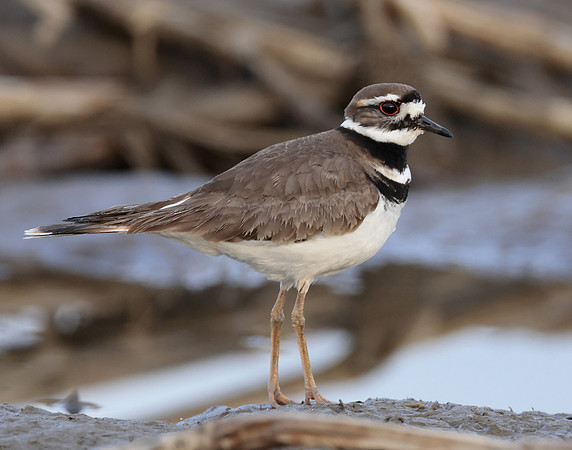 Killdeer Charadrius vociferus