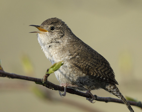House Wren Troglodytes aedon