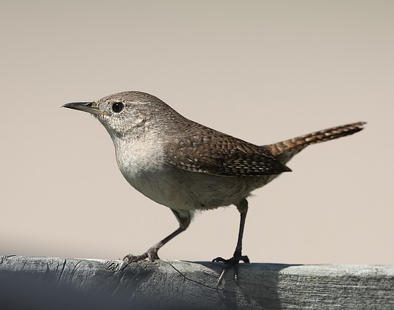 House Wren Troglodytes aedon