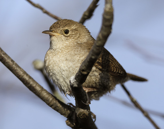 House Wren Troglodytes aedon