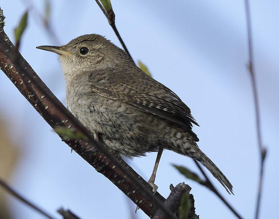 House Wren Troglodytes aedon