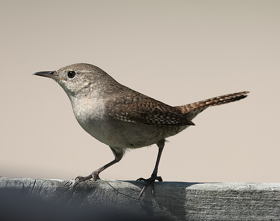 House Wren Troglodytes aedon