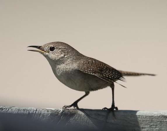 House Wren Troglodytes aedon