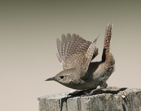 House Wren Troglodytes aedon