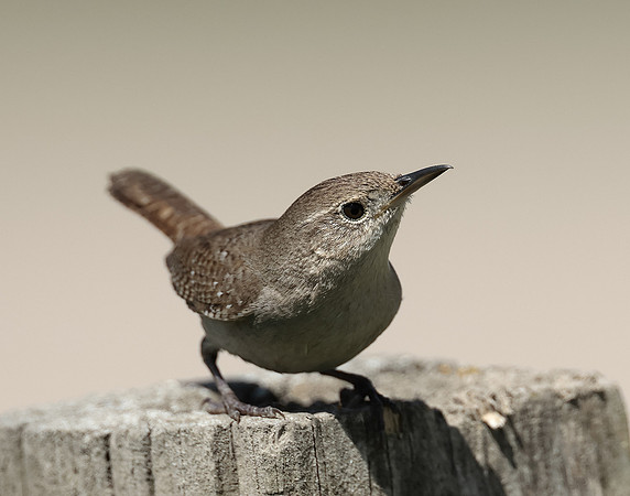 House Wren Troglodytes aedon