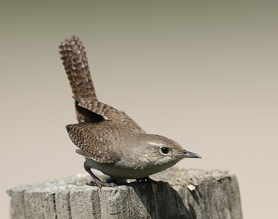 House Wren Troglodytes aedon
