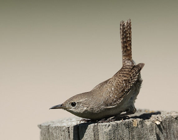 House Wren Troglodytes aedon