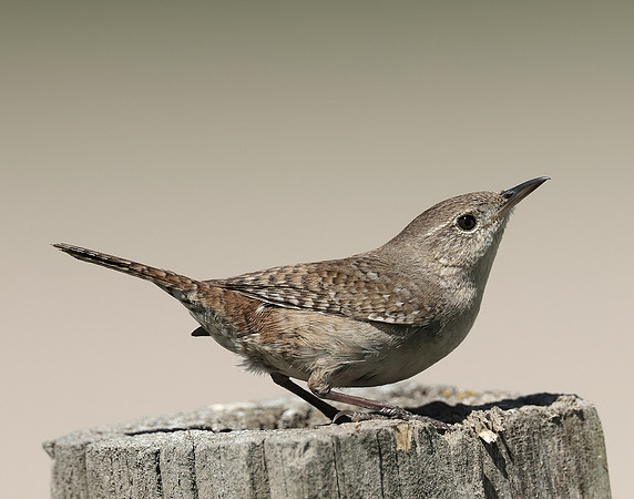 House Wren Troglodytes aedon
