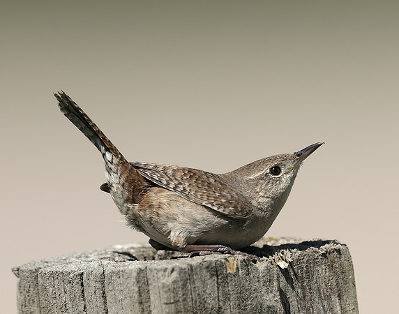 House Wren Troglodytes aedon