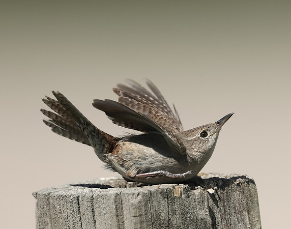 House Wren Troglodytes aedon