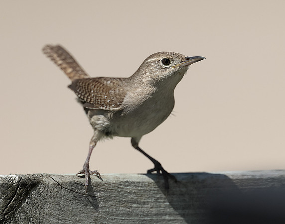 House Wren Troglodytes aedon