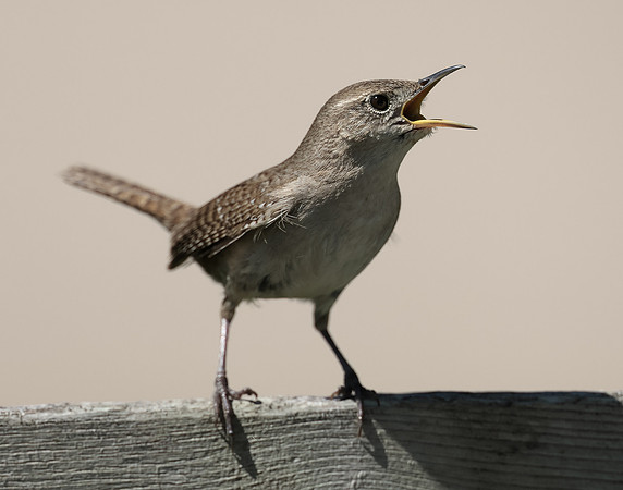 House Wren Troglodytes aedon