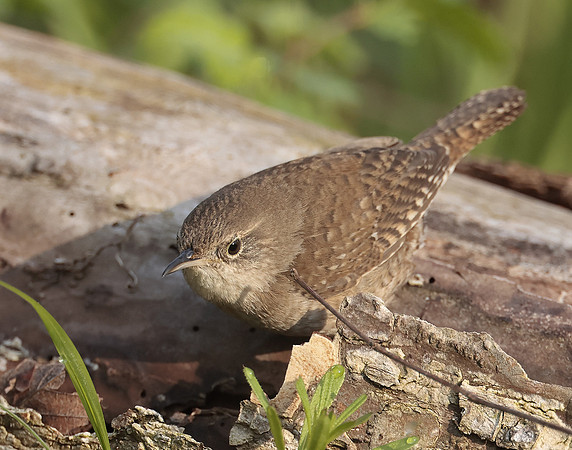 House Wren Troglodytes aedon