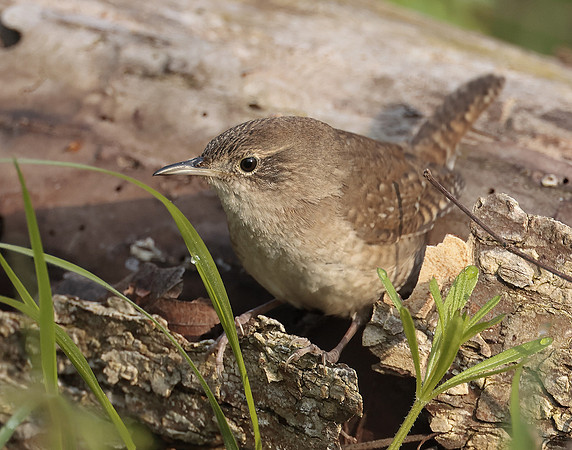House Wren Troglodytes aedon