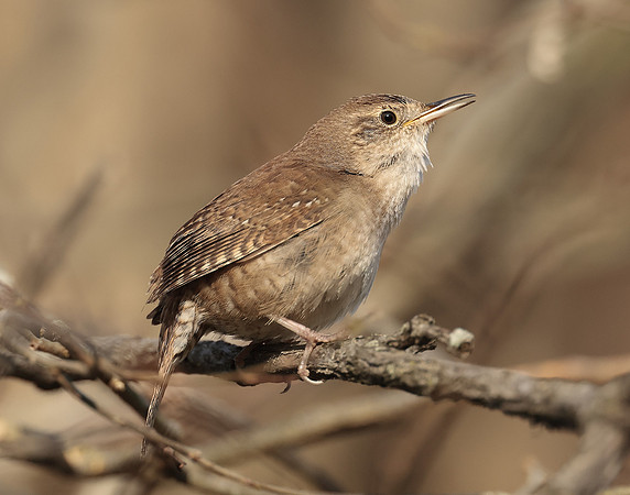 House Wren Troglodytes aedon