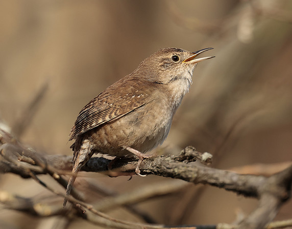 House Wren Troglodytes aedon