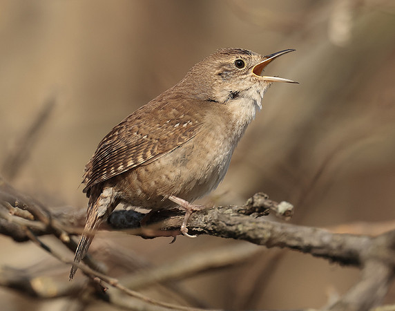 House Wren Troglodytes aedon