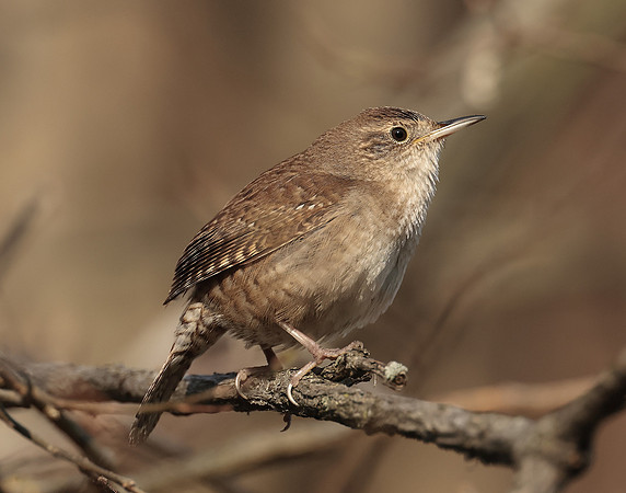 House Wren Troglodytes aedon