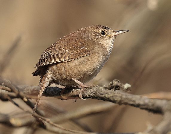 House Wren Troglodytes aedon