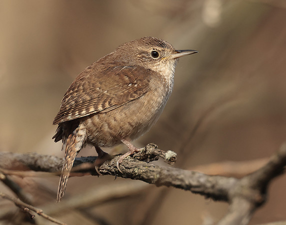 House Wren Troglodytes aedon