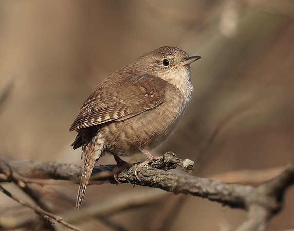 House Wren Troglodytes aedon