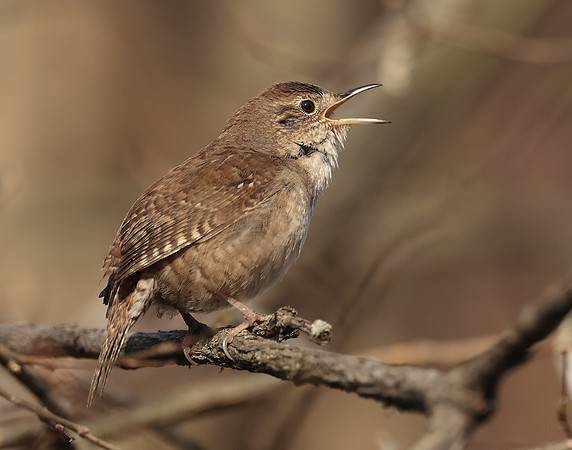 House Wren Troglodytes aedon