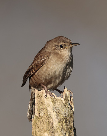 House Wren Troglodytes aedon