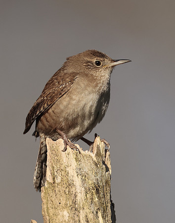 House Wren Troglodytes aedon