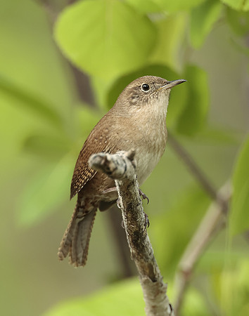 House Wren Troglodytes aedon