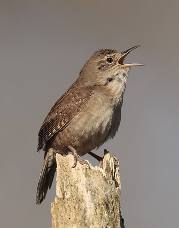 House Wren Troglodytes aedon