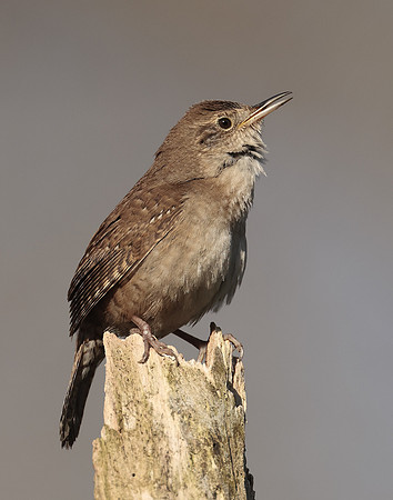 House Wren Troglodytes aedon
