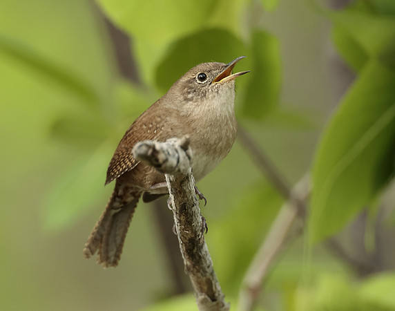 House Wren Troglodytes aedon